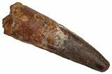 Fossil Spinosaurus Tooth - Real Dinosaur Tooth #344851-1
